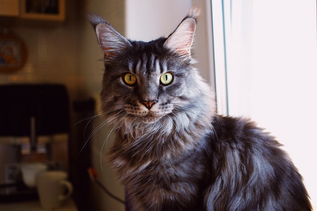 Maine Coon and Water