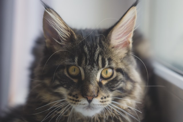 Maine Coon and Water