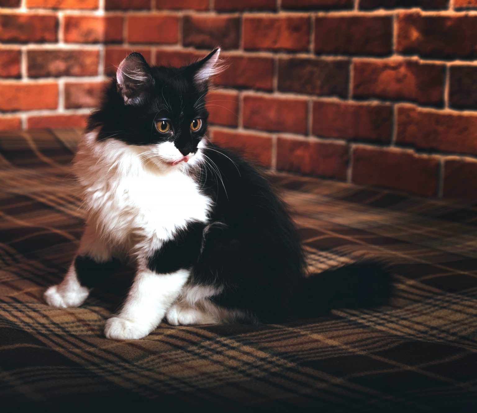 How To Train A Maine Coon To Walk On A Leash