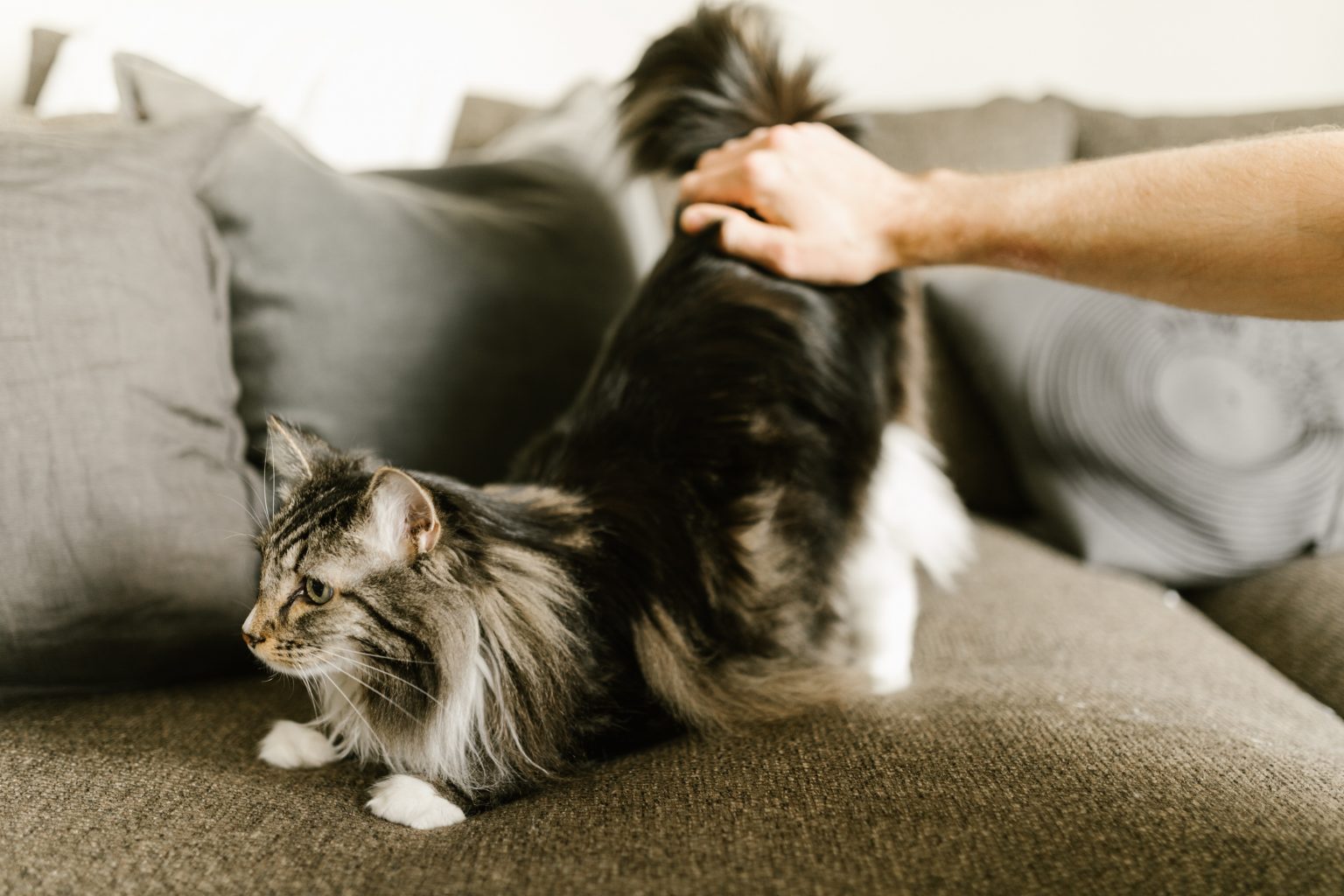 How To Train A Maine Coon To Walk On A Leash