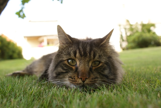 With Other Cats