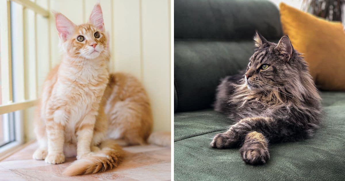 Are Maine Coon Cats Needy?