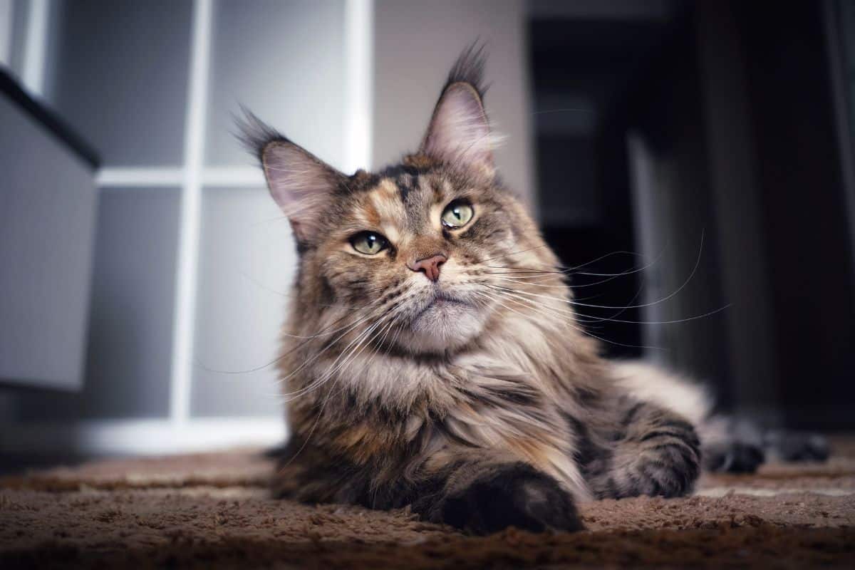 A brown maine coon lying on a floor and looking upwards.