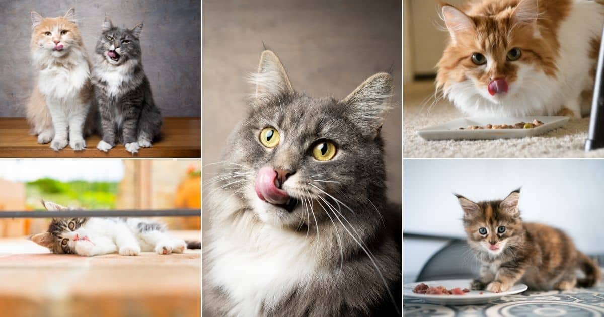 Do Cats Taste Sweet Foods?