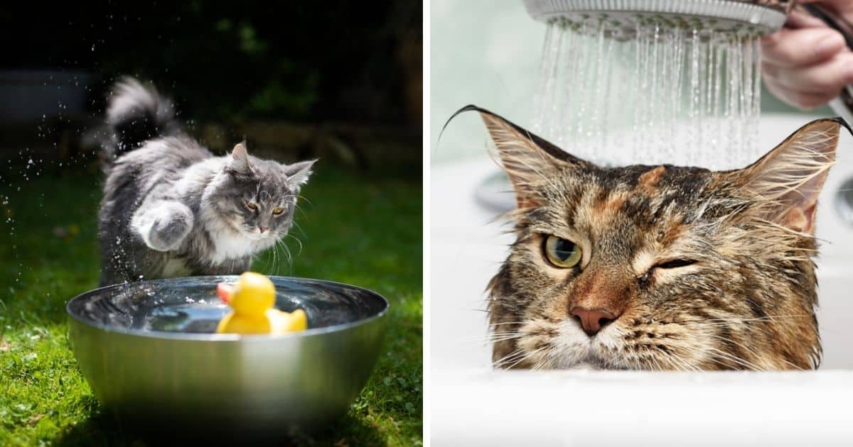 Do Maine Coon Cats Like Water?