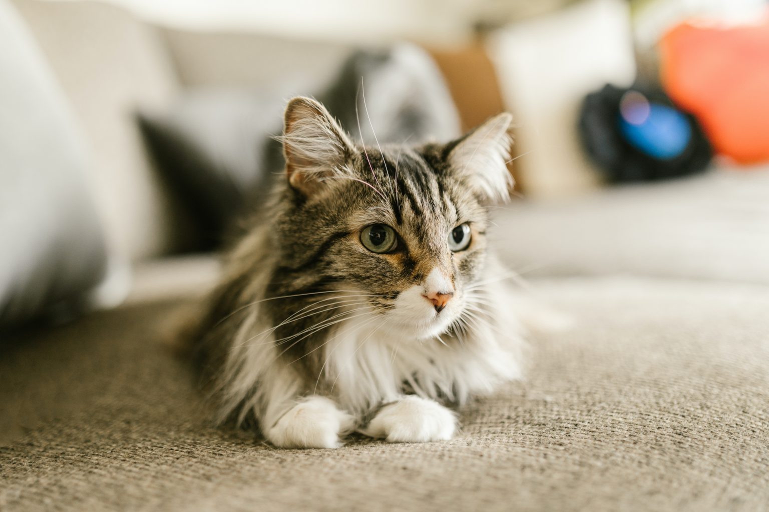 Do Maine Coon have Long Legs? - MaineCoon.org