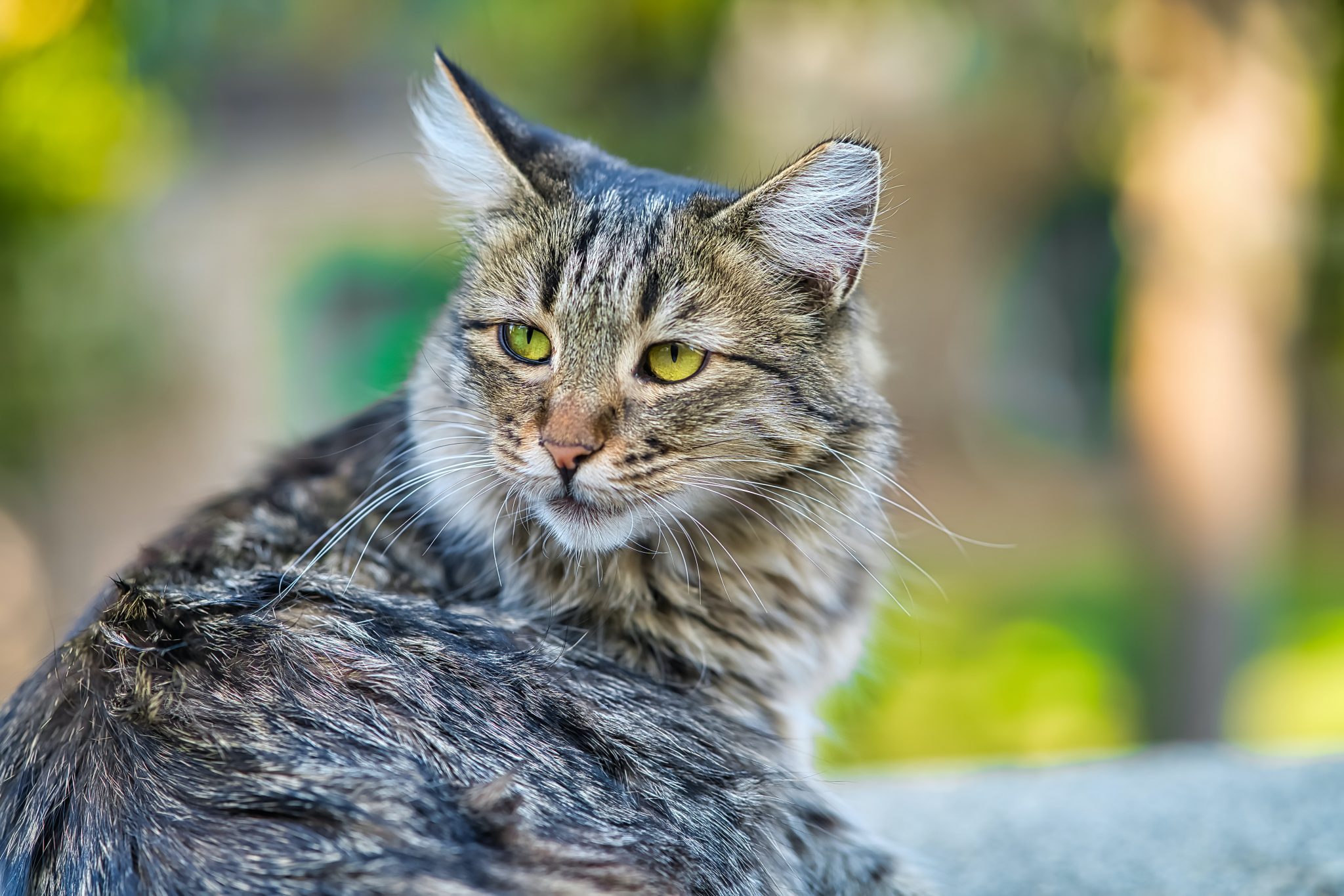 Do Maine Coon have Long Legs? - MaineCoon.org