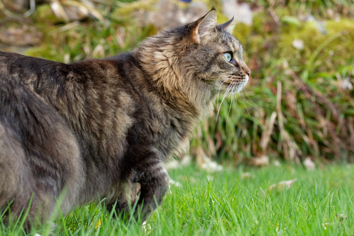 Do Maine Coon have Long Legs? - MaineCoon.org