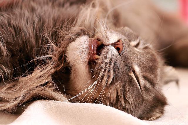 Maine Coons Chirp