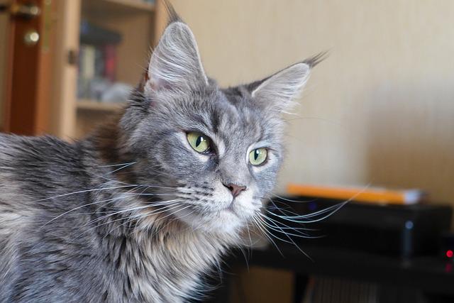 Maine Coons Chirp