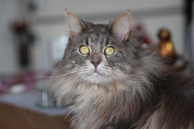 Maine Coons Chirp