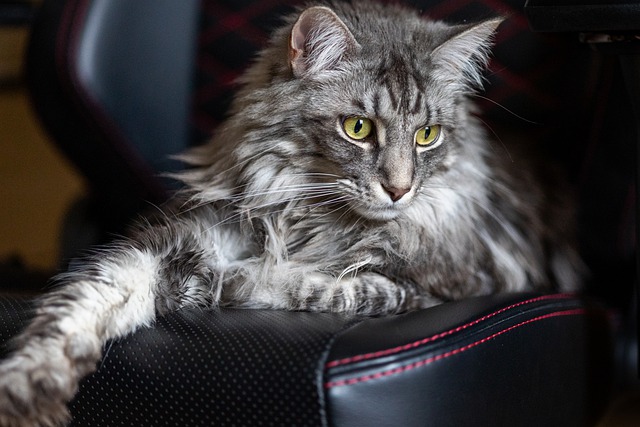 Maine Coons Chirp