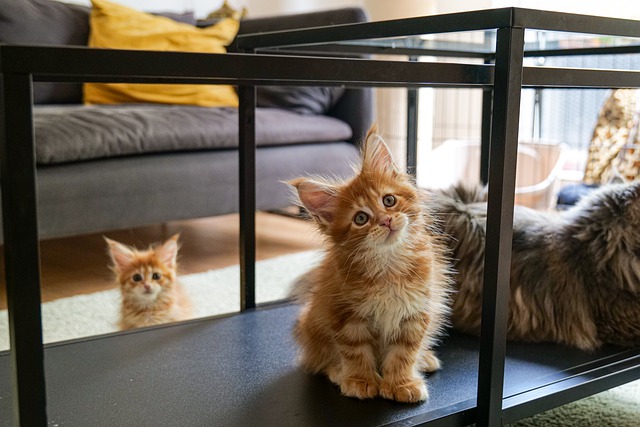 Maine Coons Purr