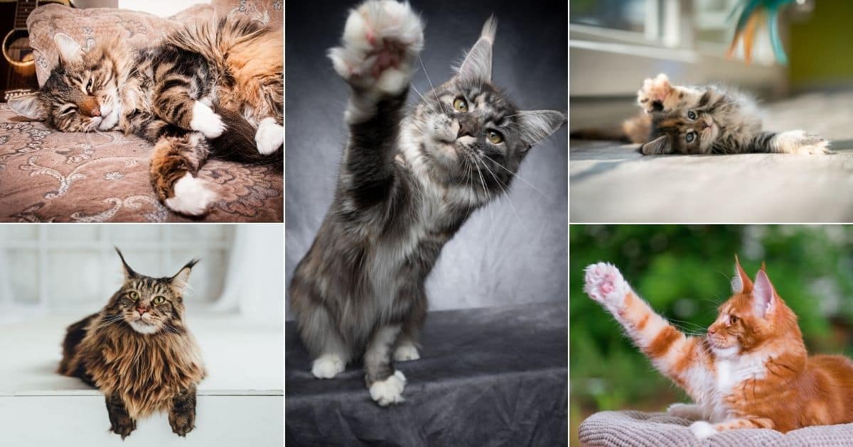 Do Maine Coons Have Thumbs?