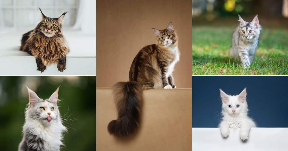 Do Maine Coons Purr Loudly?