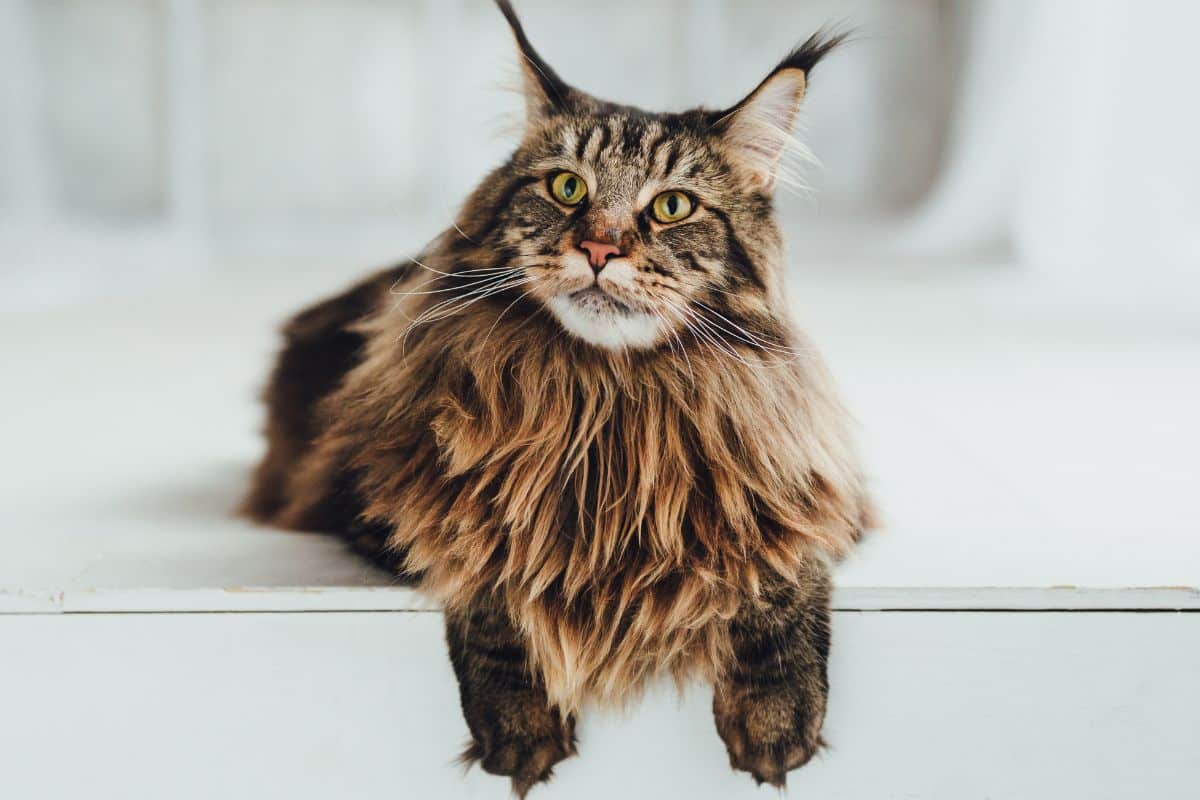 Do Maine Coons Have Thumbs?