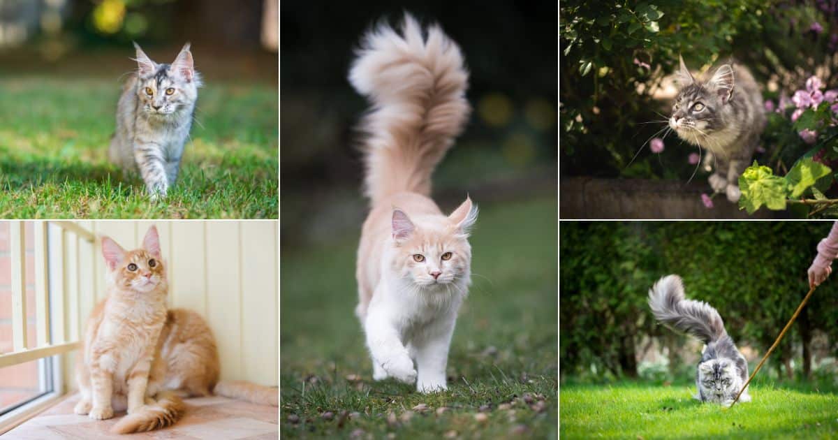 Why Does My Maine Coon Follow Me Everywhere?