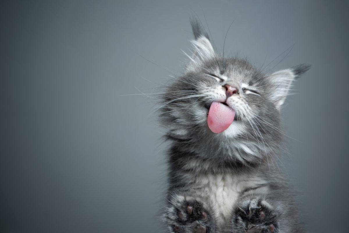 A gray maine coon kitten with tongue out bottom view.
