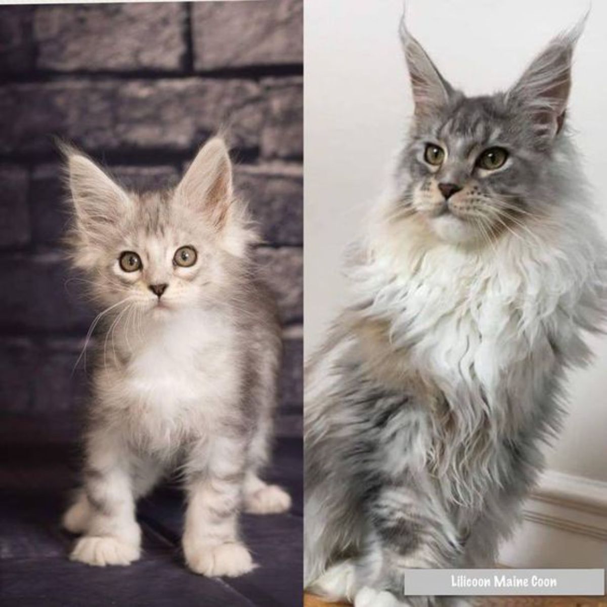 Image of a maine coon kitten and image of a maine coon adult.