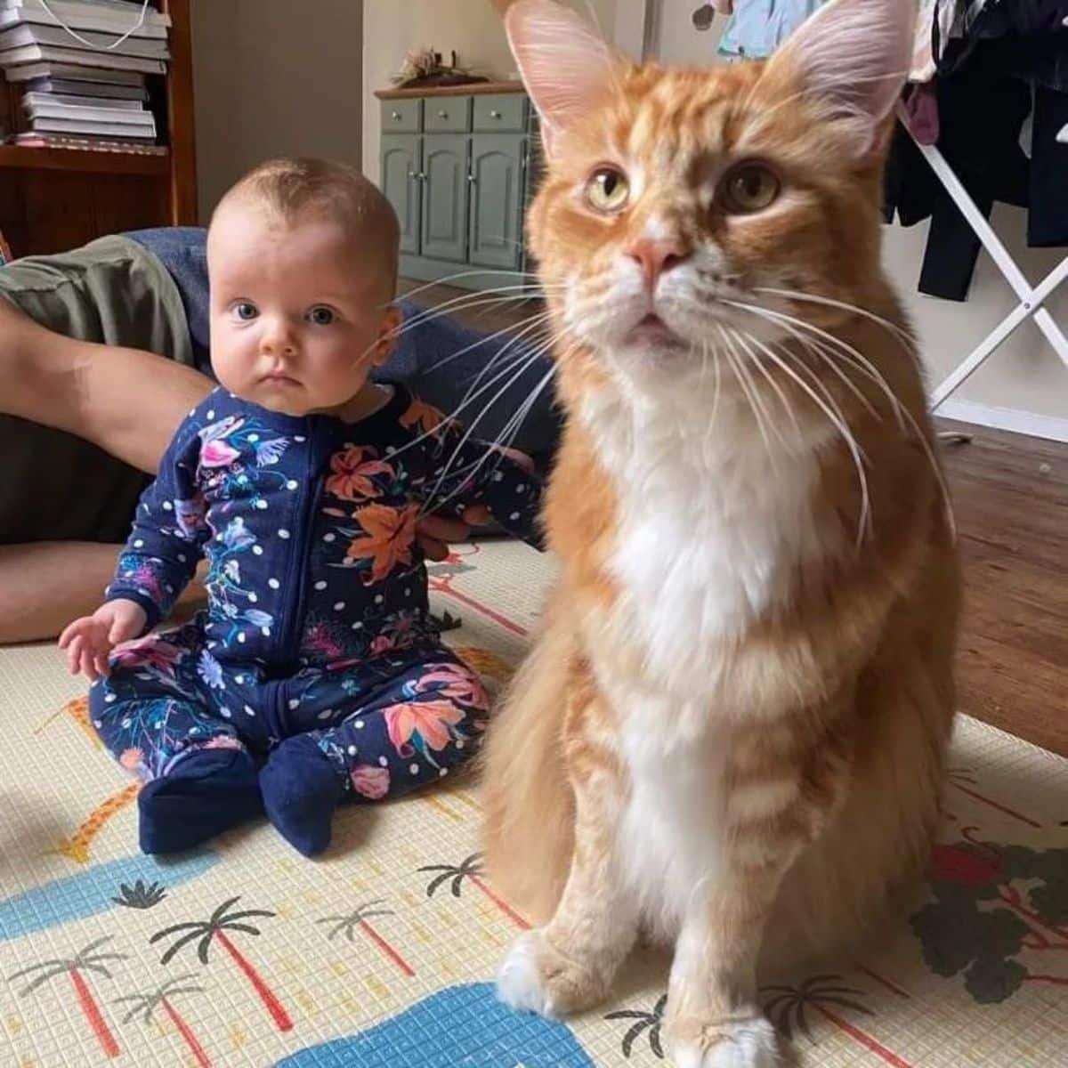 A big orange maine coon cat sitting next to a baby.