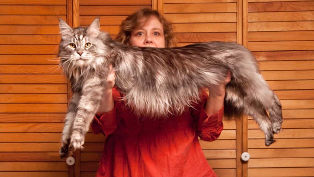 A woman holding a huge gray maine coon cat.