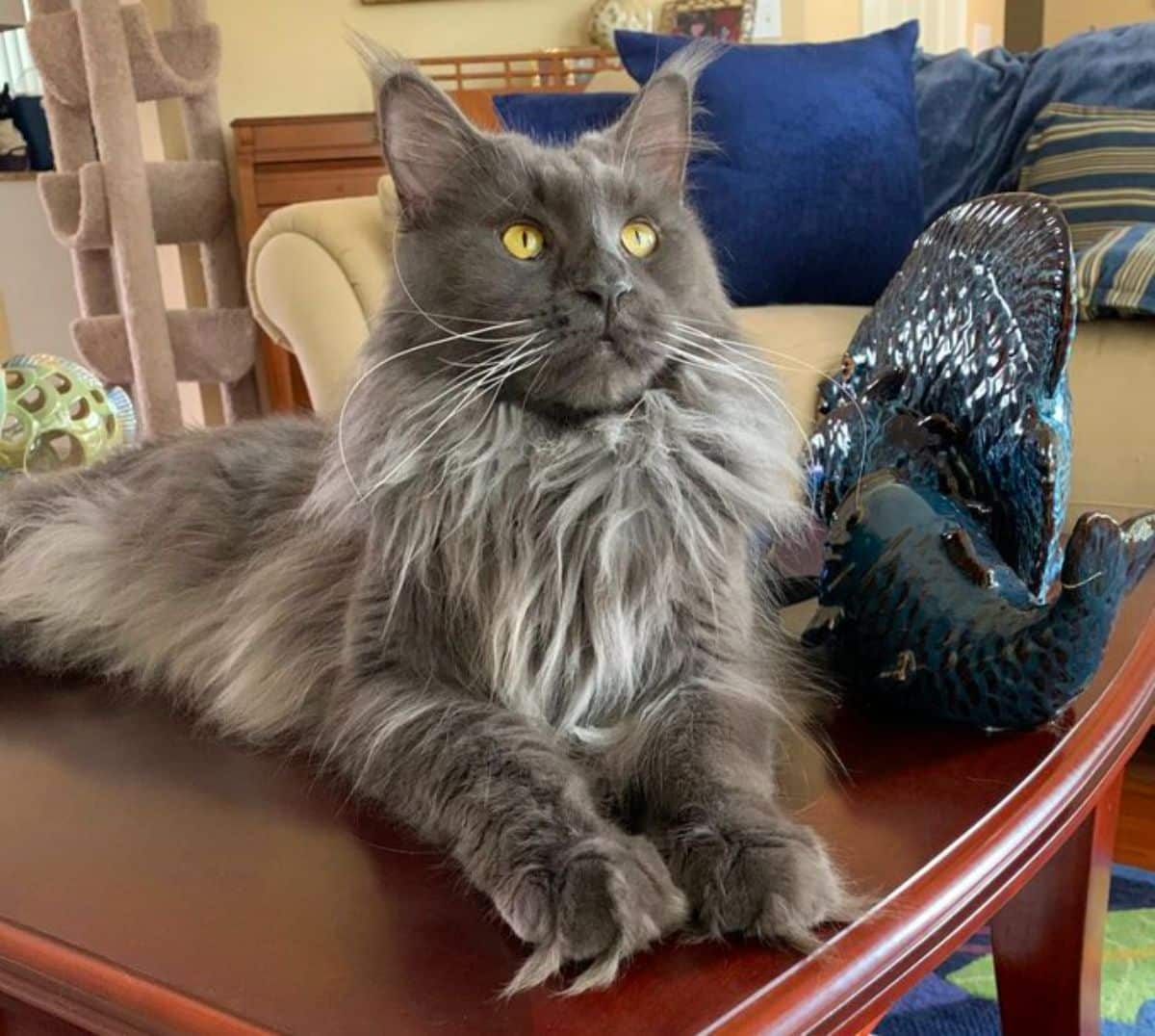 A gray fluffy maine coon lying on a table.