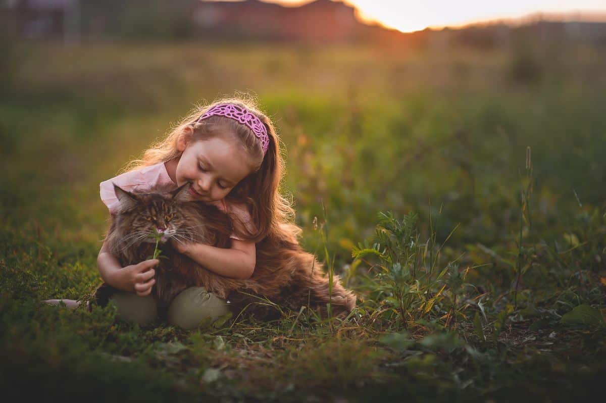 A young girl playing with a big brown maine coon cat on a meadow.