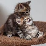 Two adorable main ecoon kittens playing together.