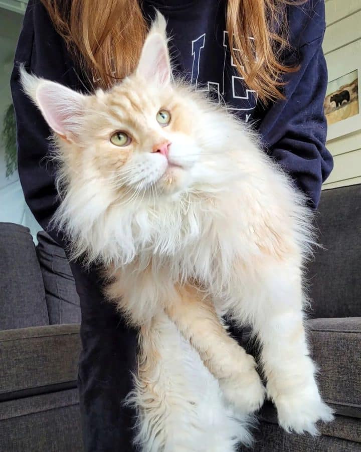 11 Adorable Maine Coon Growth Pictures (from Kitten to Adult ...