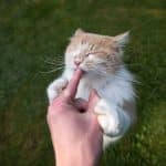 A creamy maine coon holding and licking a finger.