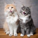 Two hungy-looking maine coons.