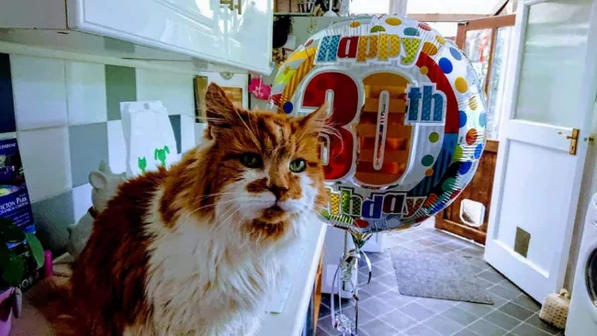 An old orange-white maine coon cat in a kitchen.