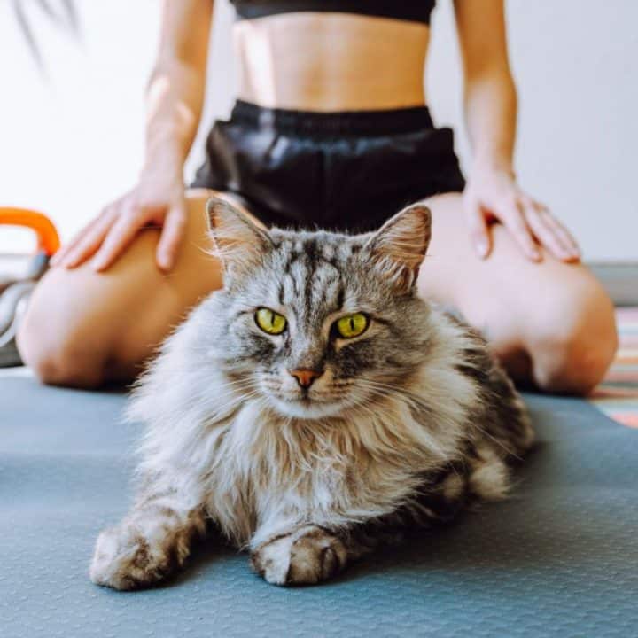 Why Are Maine Coons So Big? (11 Surprising Facts)