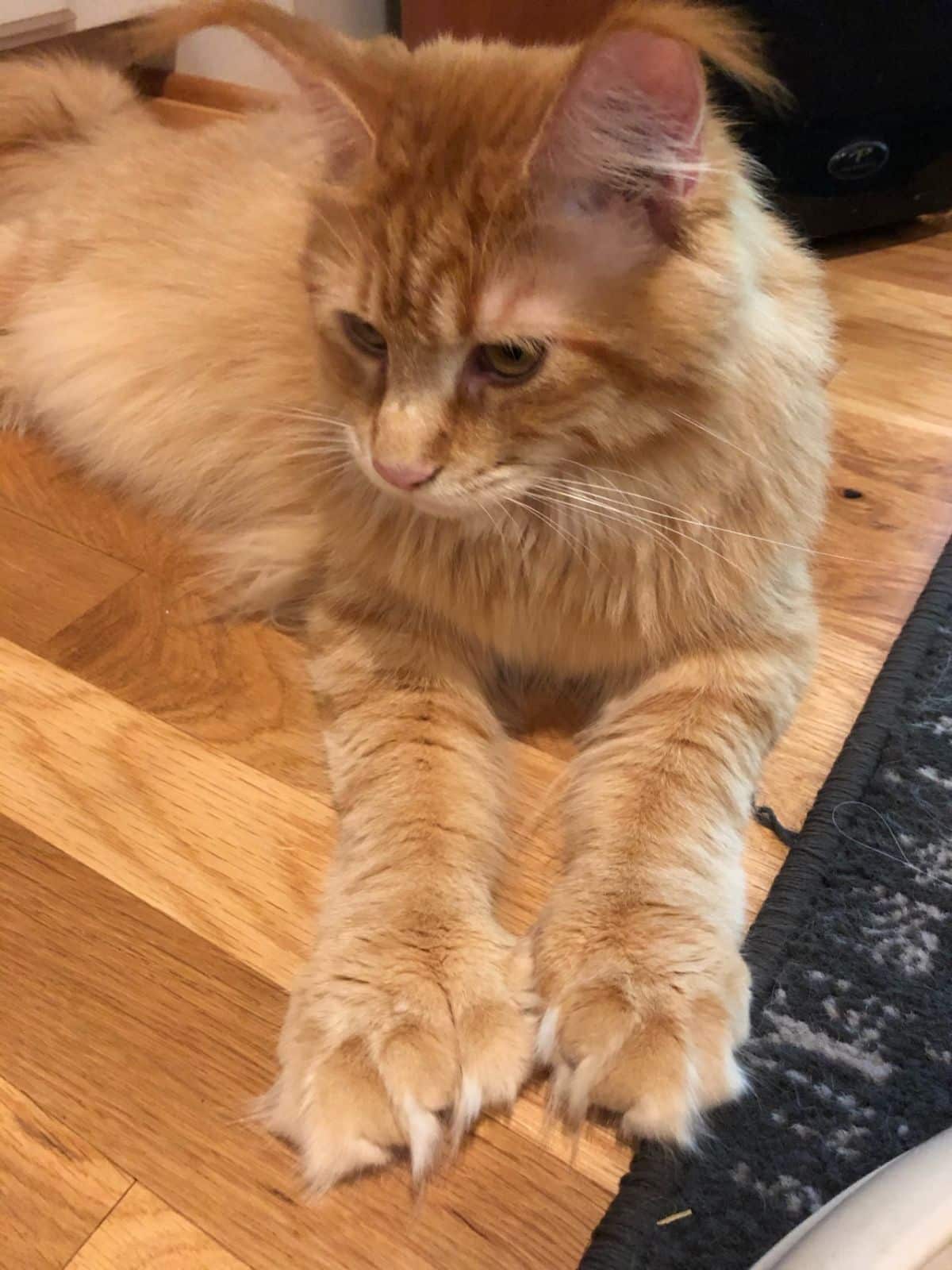 A ginger maine coon with big paws lying on a floor.