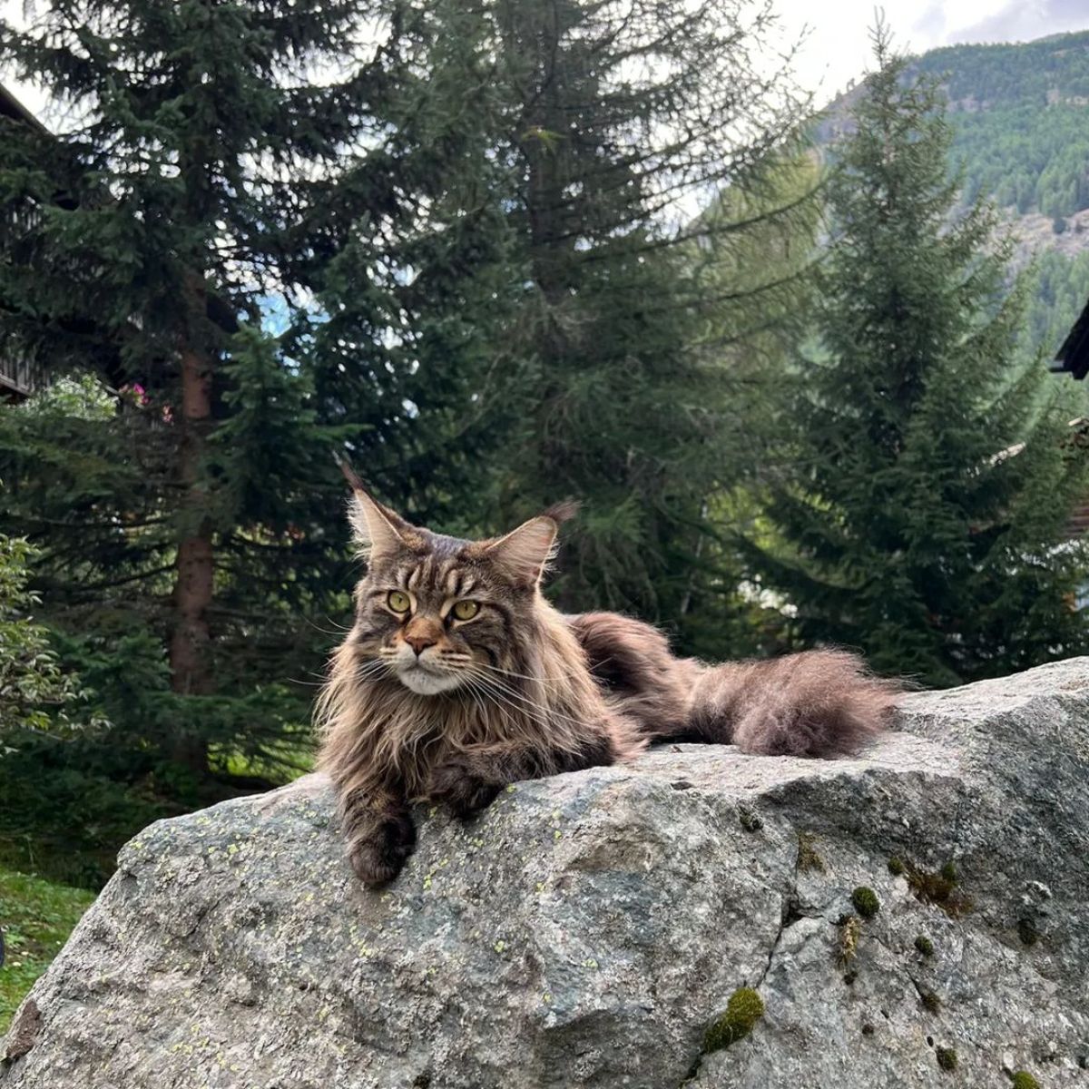 A huge brown maine coon cat sying on a big rock.