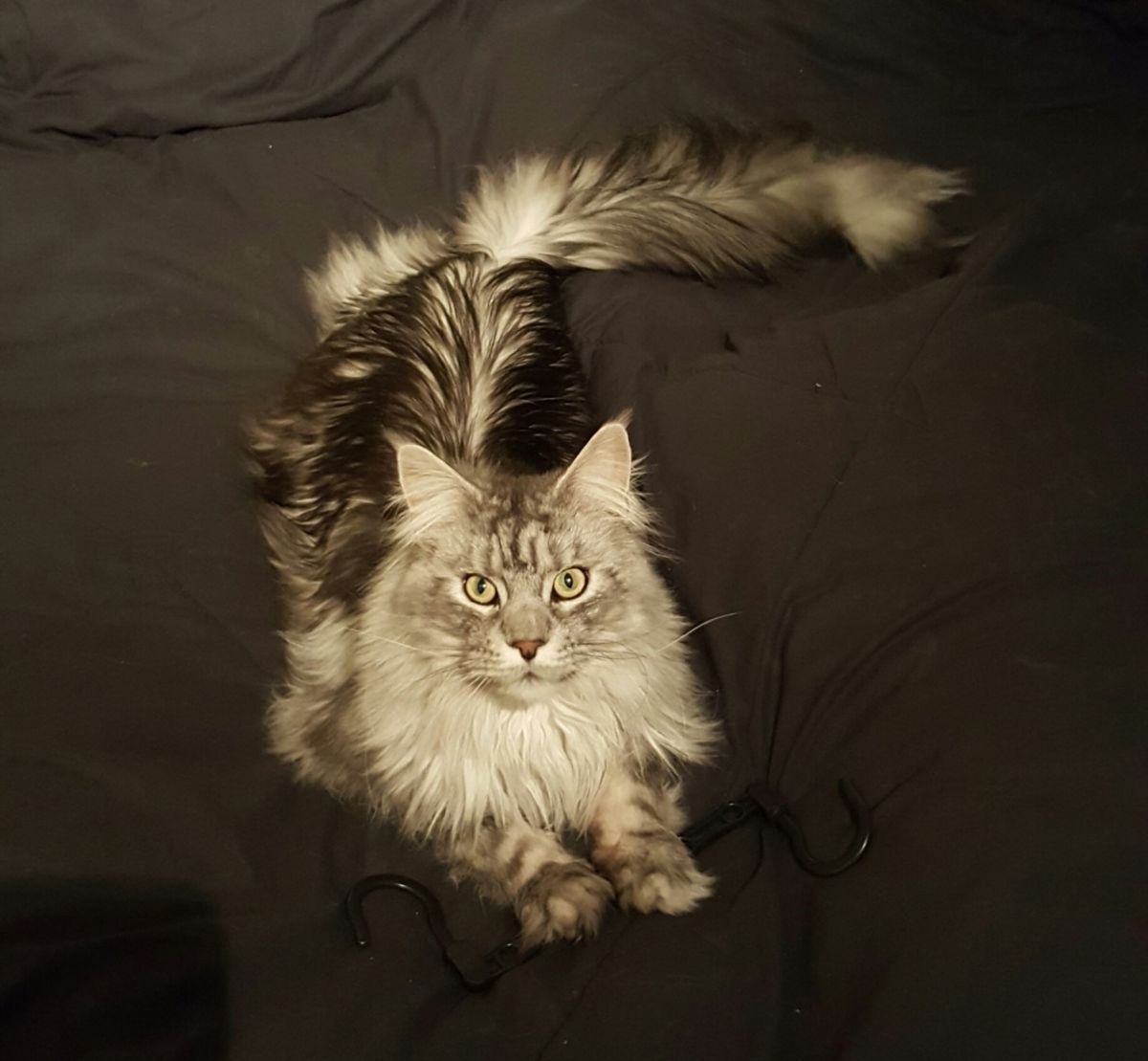A gray maine coon laying on a black blanket.