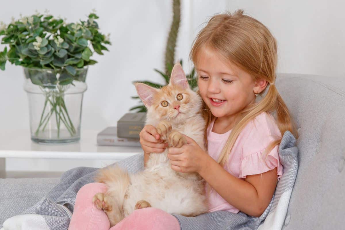 A young girl playing with a ginger maine coon cat on a sofa.