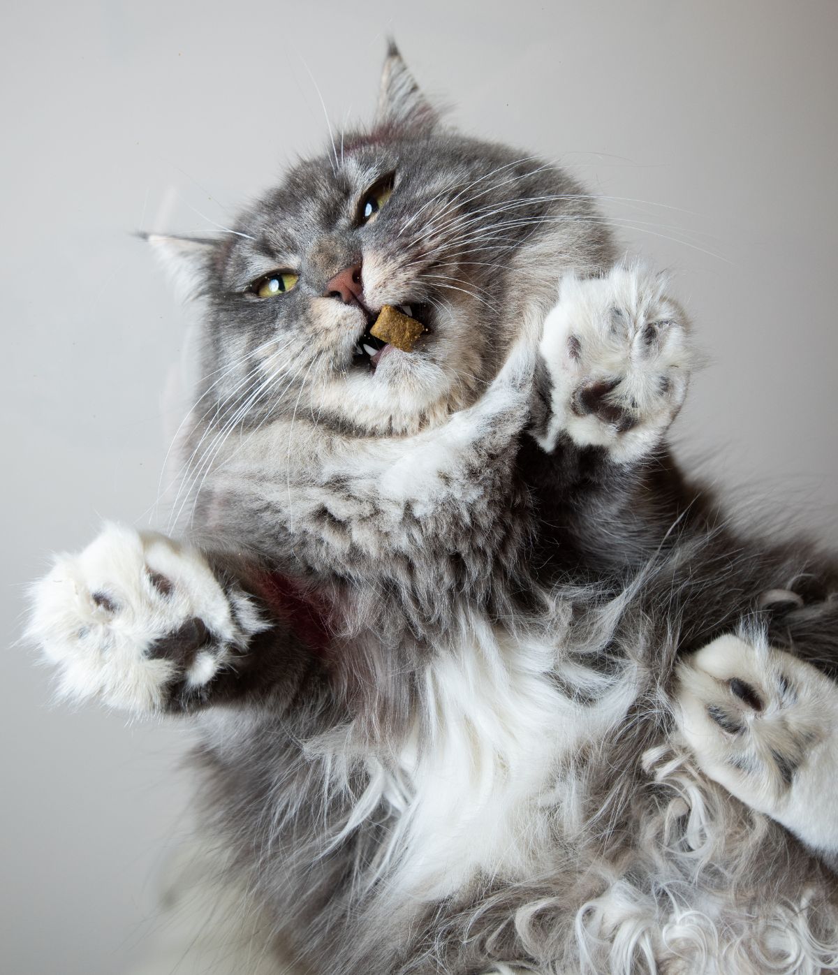 Bottom view of a blue tabby maine coon sitting on a glass table.