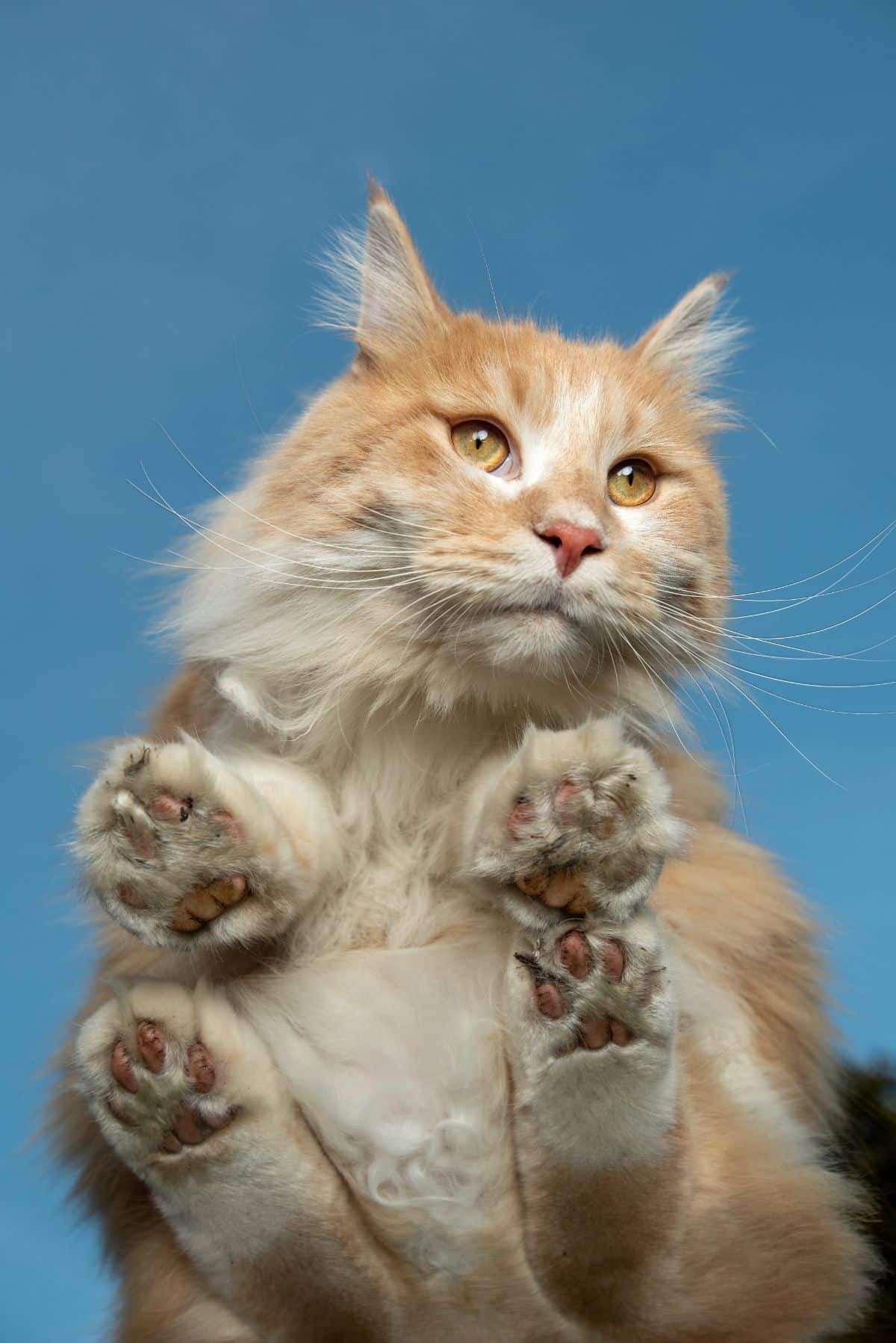 A ginger maine coon lying on a glass table - bottom view.