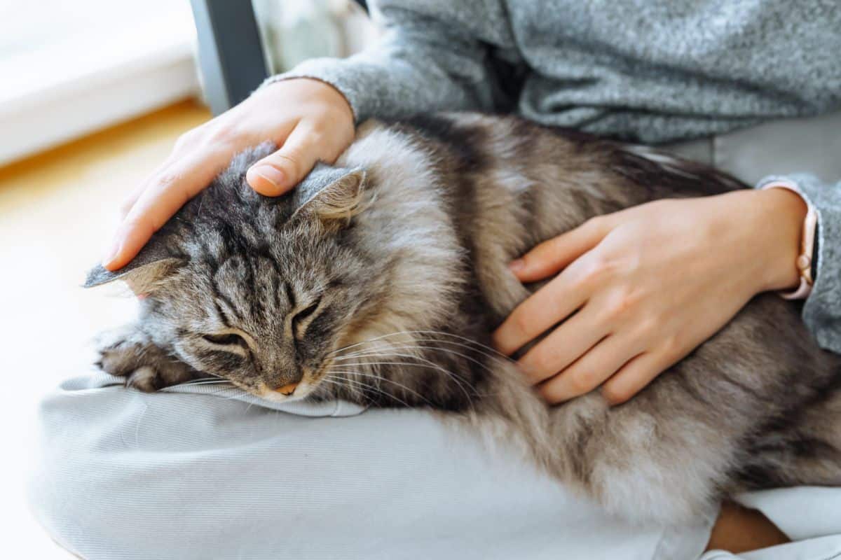 A human petting a big gray maine coon cat in lap.