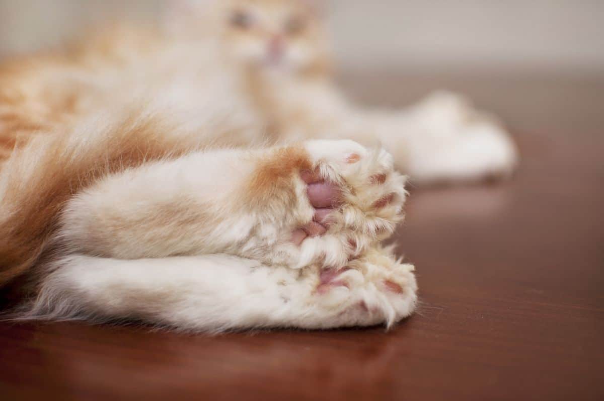 A close-up of ginger maine coon paws lying on a table.