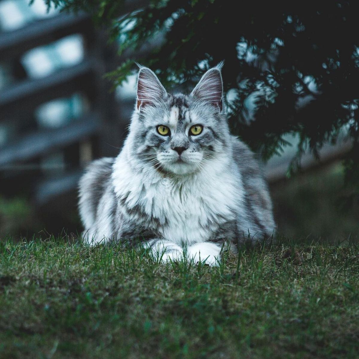 A gray-white fluffy maine coon cat sitting on a meadow.