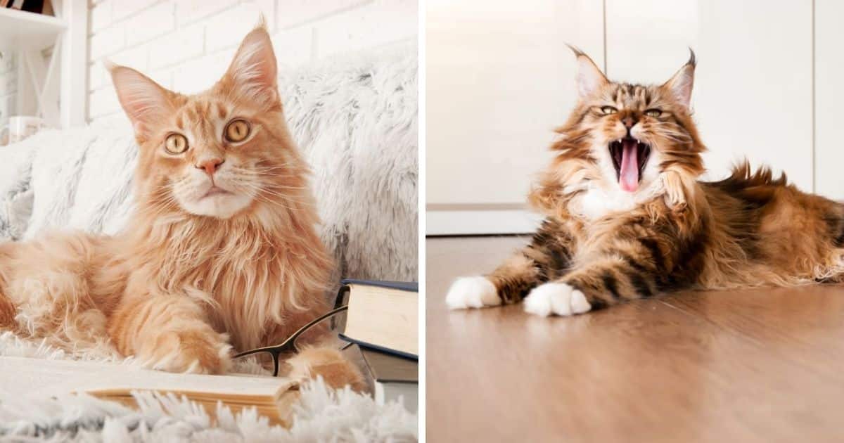 prénom pour chat male maine coon