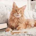 A ginger maine coon cat lying next to books and glasses.