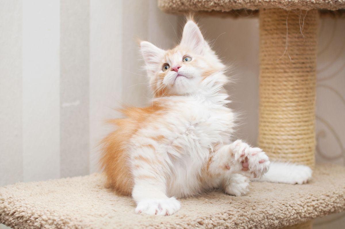 A cute ginger maine coon kitten sitting on a cat tree.