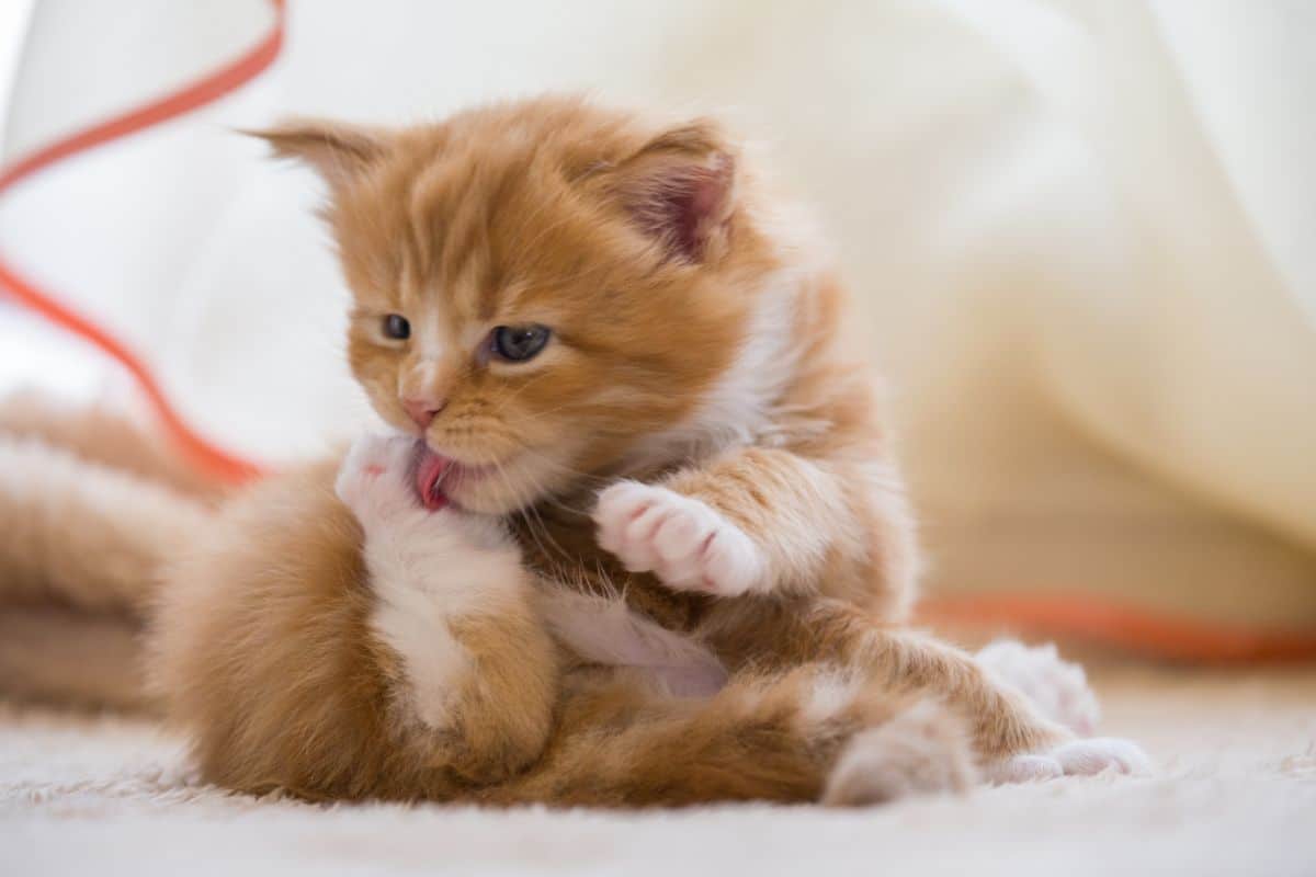 A cute ginger maine coon kitten licking own paws.