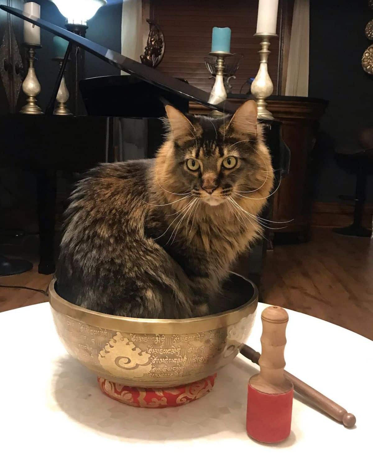 A big brown maine coon cat sitting in a pot on a table.