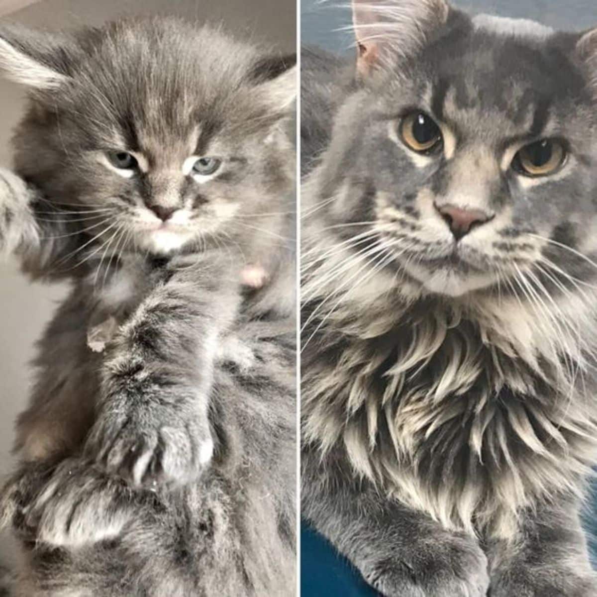 Image of a maine coon kitten and image of a maine coon adult.
