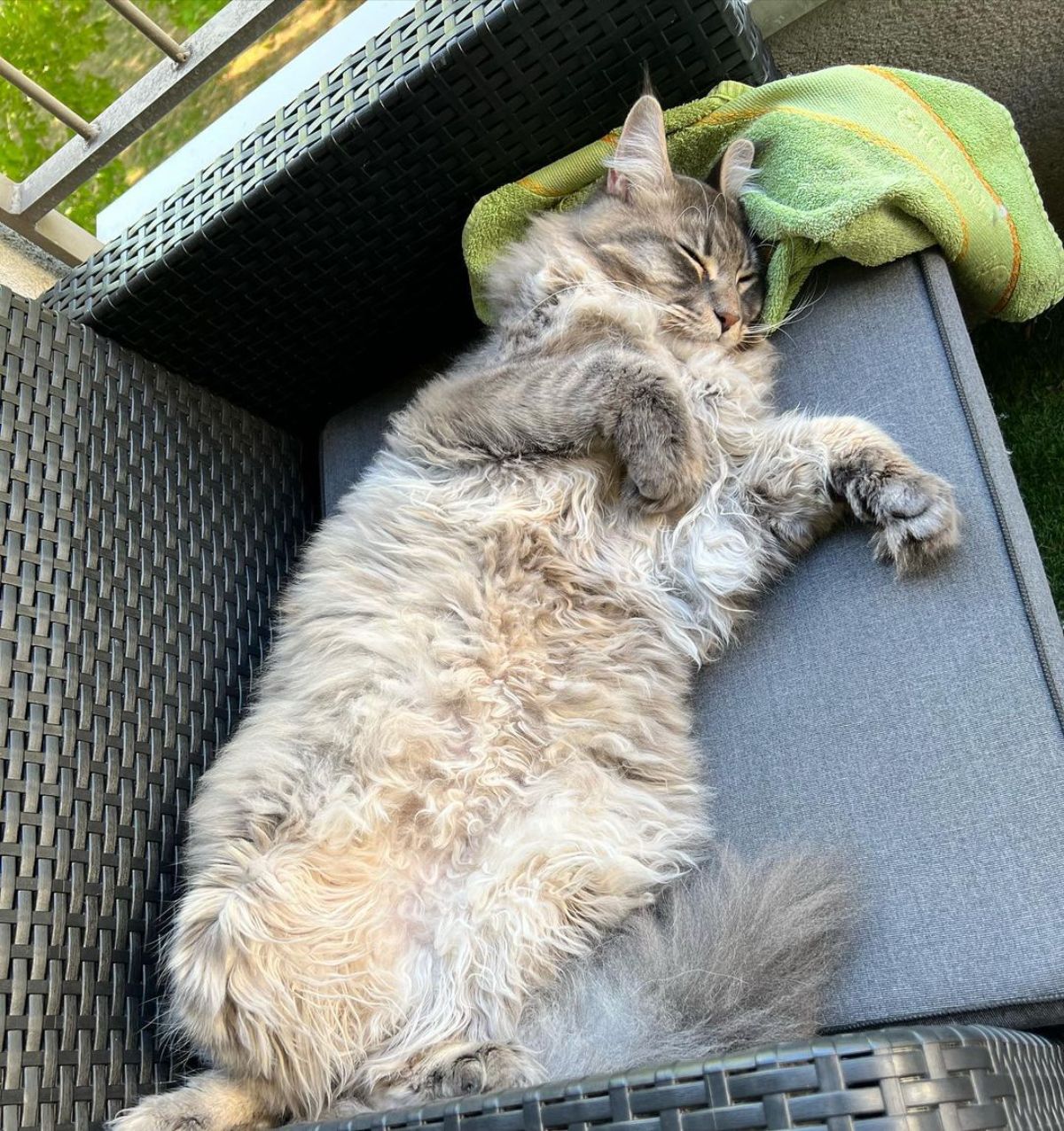 A gray maine coon lying on a garden chair.