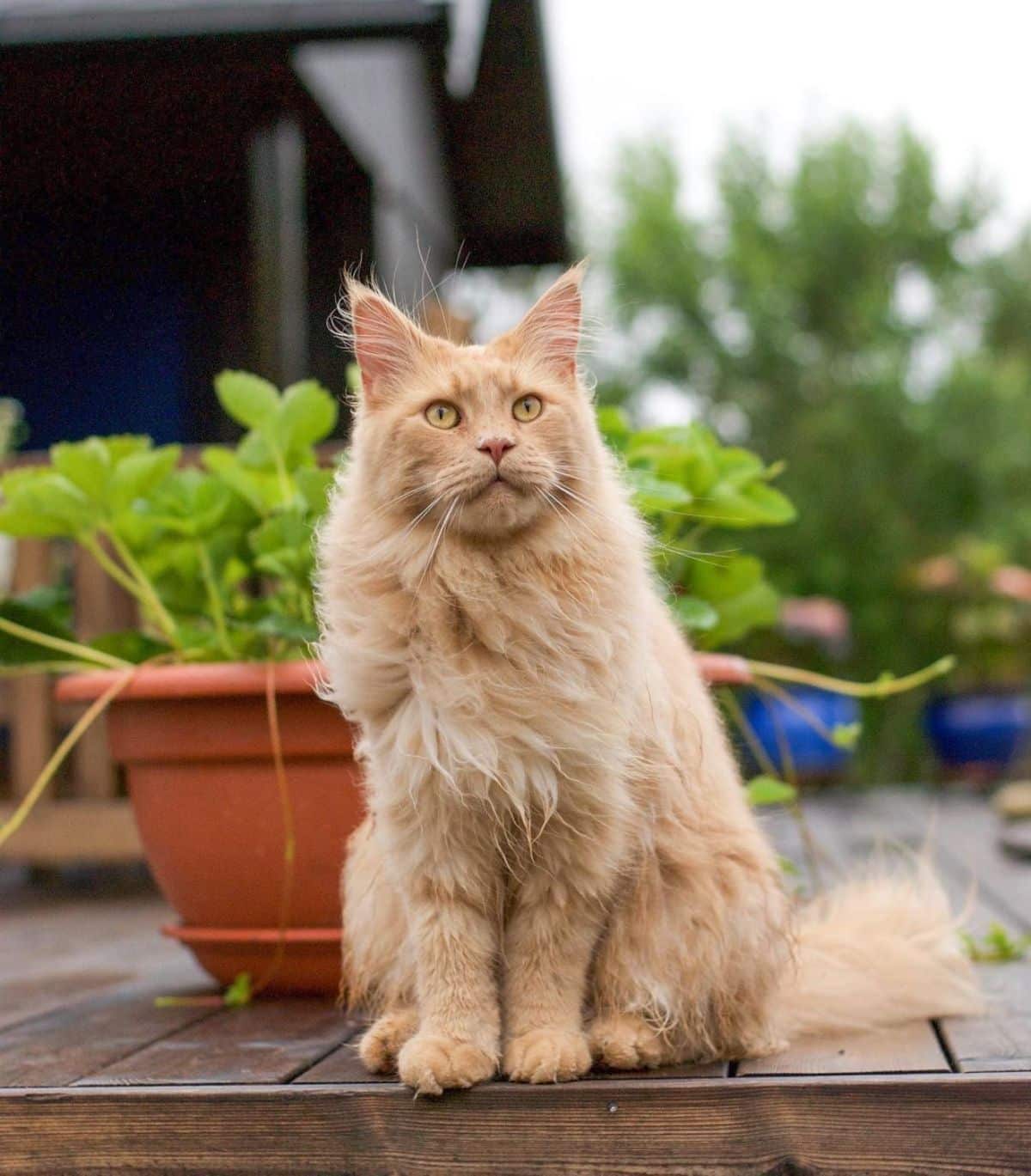 A fluffy orange maine coon cat sitting on a wooden porch.